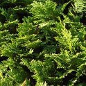 Chamaecyparis lawsoniana 'Minima' rameau